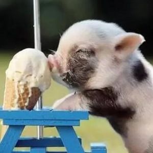 Meet your Posher, Ella